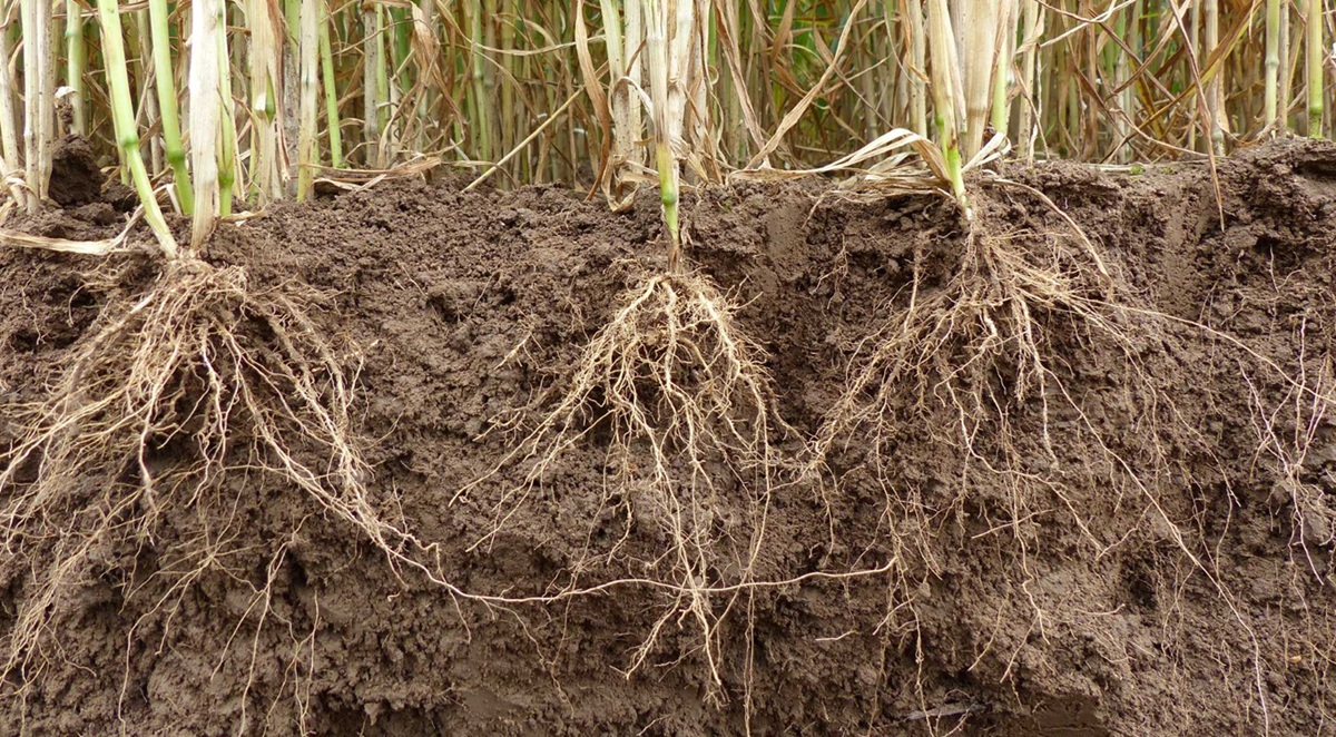 trigo raices